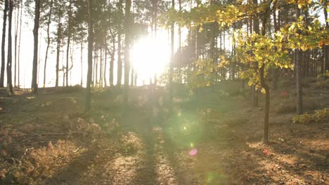 Naturlandschaften-Im-Tiefen-Wald