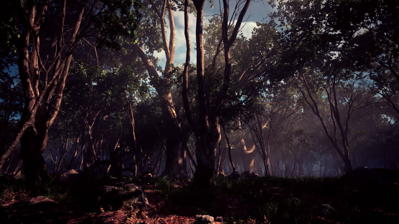 paisaje silvestre bosque con árboles y musgo en las rocas