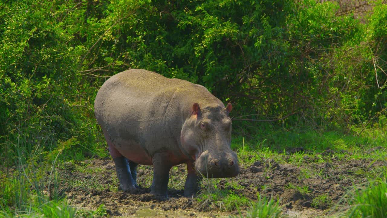 새가 하마 앞에서 날아와 늪에서 휴식을 취하다
