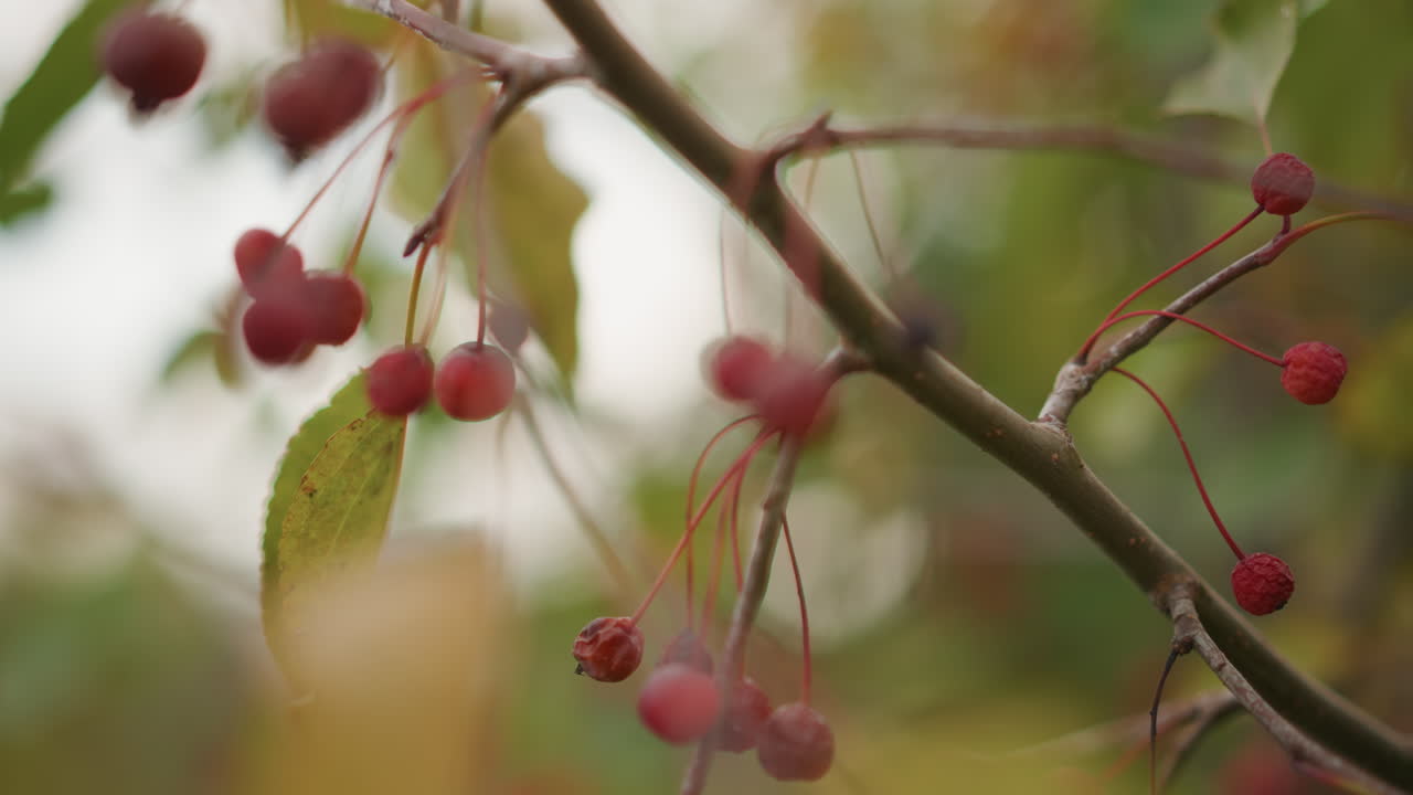 Ripe berries on bending branches, lively closeup with sunlit highlights and winddriven sway abundant clusters, crisp textures and bright bokeh, subtle motion blur from breeze, gardener perspective