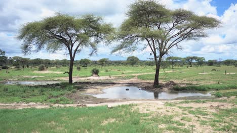 Amplio-Entorno-Pacífico-De-Naturaleza-Zambiana-Con-Dos-árboles-Y-Un-Pequeño-Estanque.