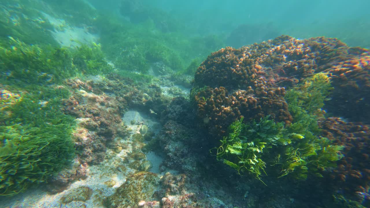 Alghe verdi e coralli marroni crescono fitti sulla barriera rocciosa nelle acque poco profonde e limpide dell'Oceano Pacifico vicino a Tenacatita