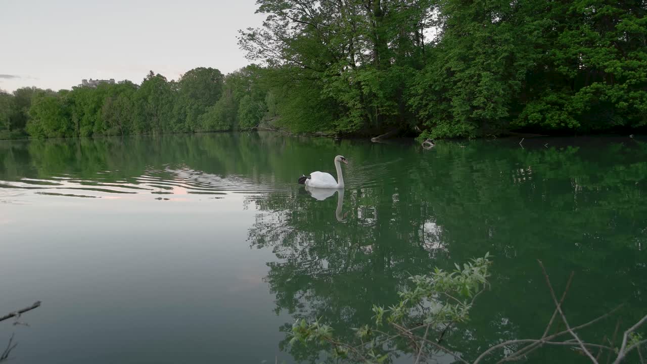 un plano medio de un cisne blanco nadando en un pequeño lago tranquilo