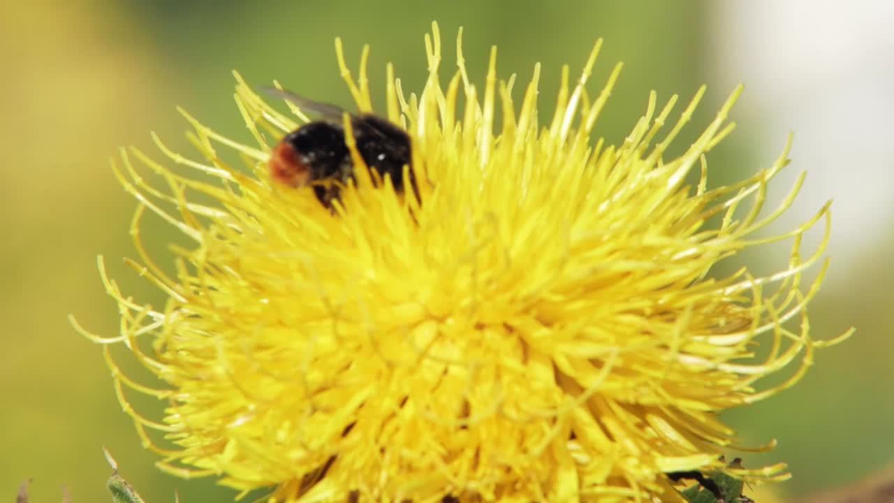 un abejorro aterriza en una flor amarilla de diente de león y camina sobre su superficie