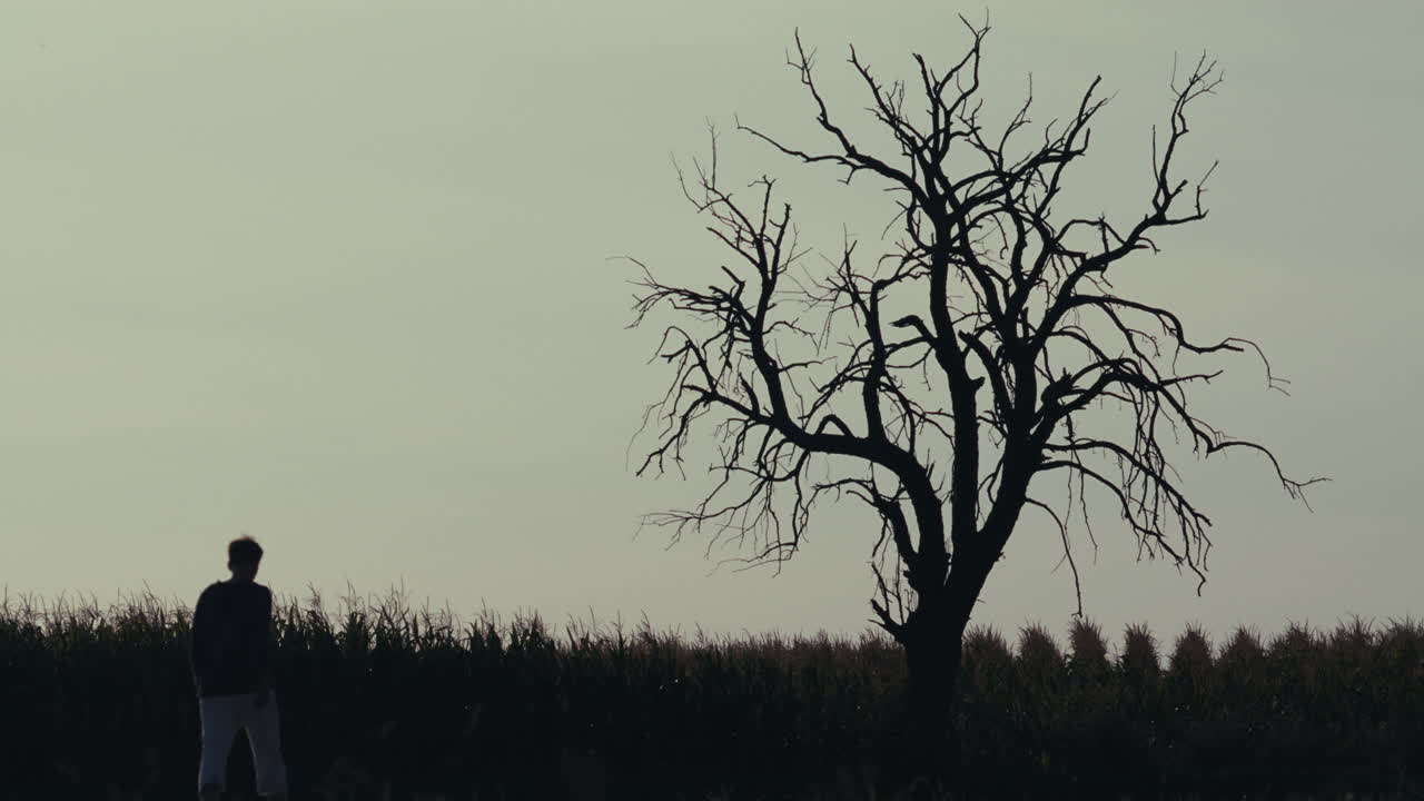Silhouette of a Person Walking Past a Barren Tree in a Field