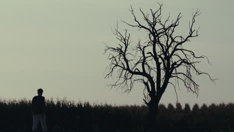 silhouette of a person walking past a barren tree in a field
