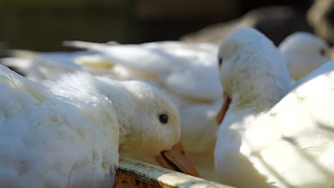 patos blancos lindos disfrutando de la comida en japón