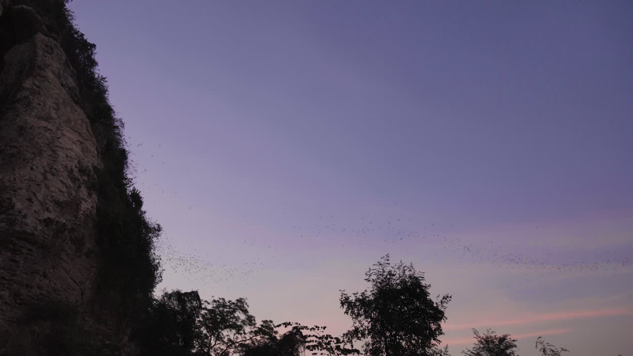 프놈 삼포프, 황혼에 불교 조각에서 날아다니는 수천 마리의 박쥐가 있는 캄보디아의 랜드마크, 떼를 따라 팬 회전