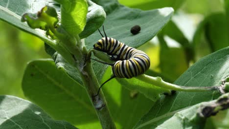 monarch caterpillar on milkweed - squirming thrashing defence mechanism