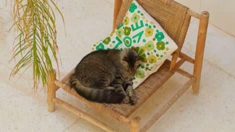 static top-down close-up of a cat licking itself on a chair adorned with a moroccan pillow in marrakesh, morocco, capturing grooming behavior and cozy setting