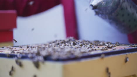 the beekeeper calms bees with a fumigator