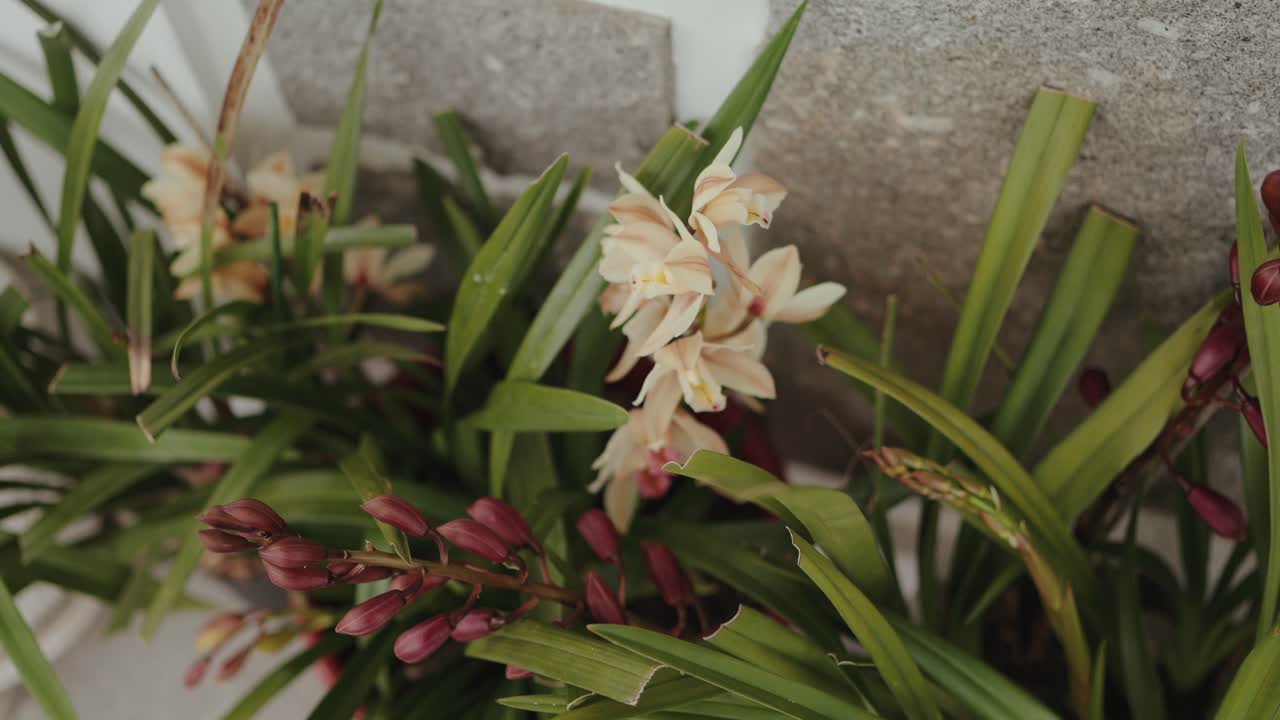 Primo piano di orchidee in fiore con boccioli che crescono in una fioriera da esterno