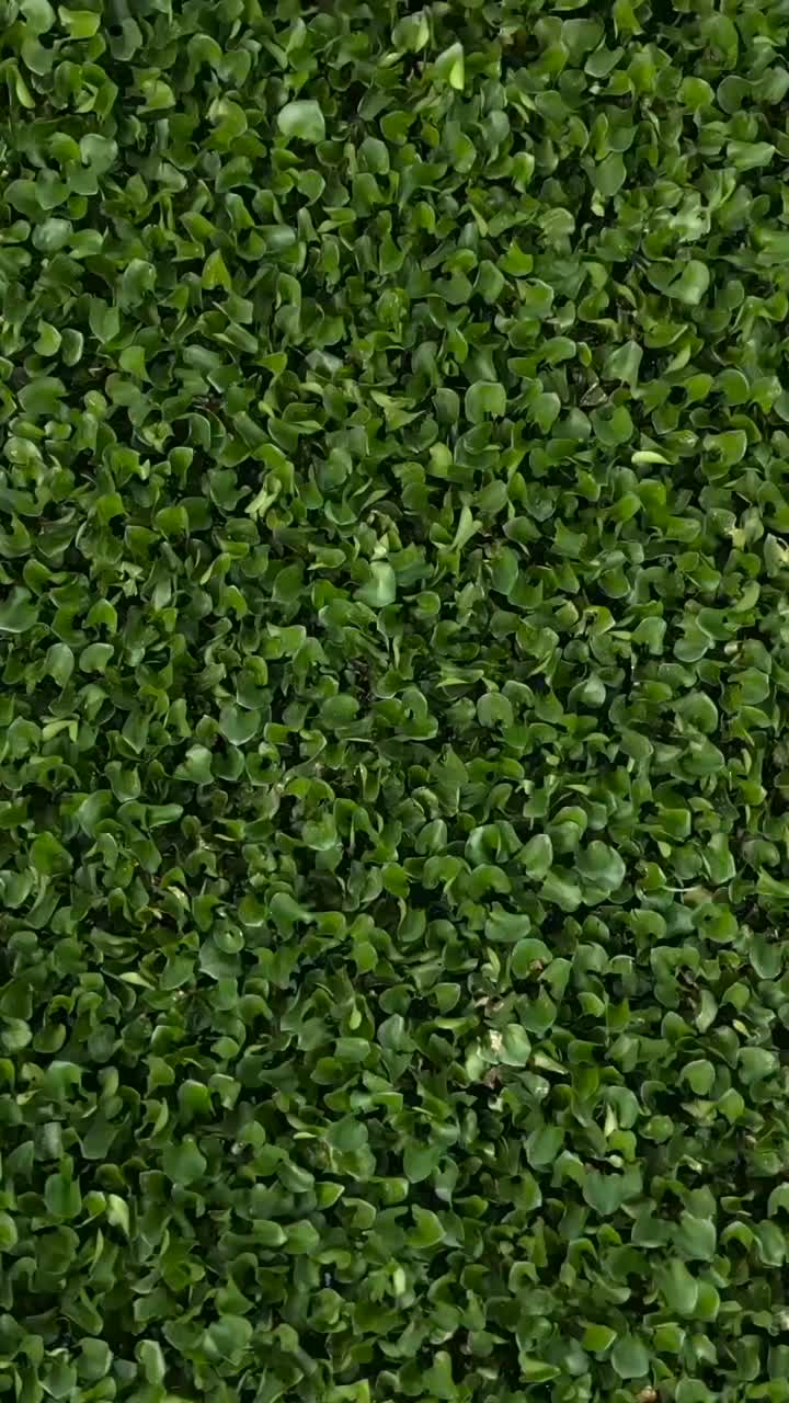 Dense green foliage ground cover