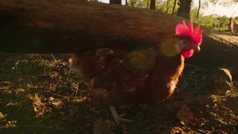 up de pollo marrón de campo libre picoteando en el suelo y caminando bajo el tronco del árbol en el pasto del bosque en la granja de huevos durante la hora dorada puesta de sol en cámara lenta