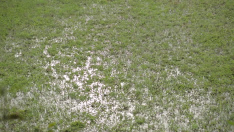 high angle close up shot of water soaked grassy field after rain