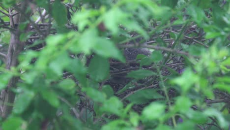 mockingird sits in nest in hard rain