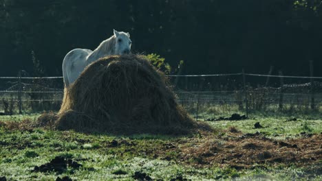 white horse feeding on a haystack in a rural pasture at lonjsko polje krapje