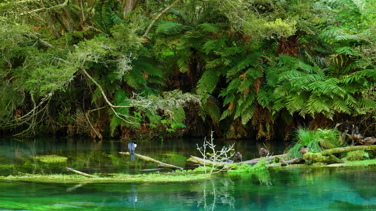 pájaro encaramado en una rama por el río cristalino en blue spring, putaruru, nueva zelanda