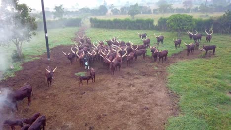 Ganado-Ankole-Watusi-En-Las-Llanuras-De-Uganda---Toma-Aérea-De-Drones