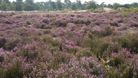 moving low over beautiful purple heaths in early autumn