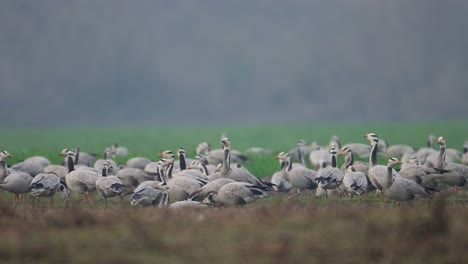 The-Flock-of-Bar-headed-goose-grazing-in-Wheat-Fields