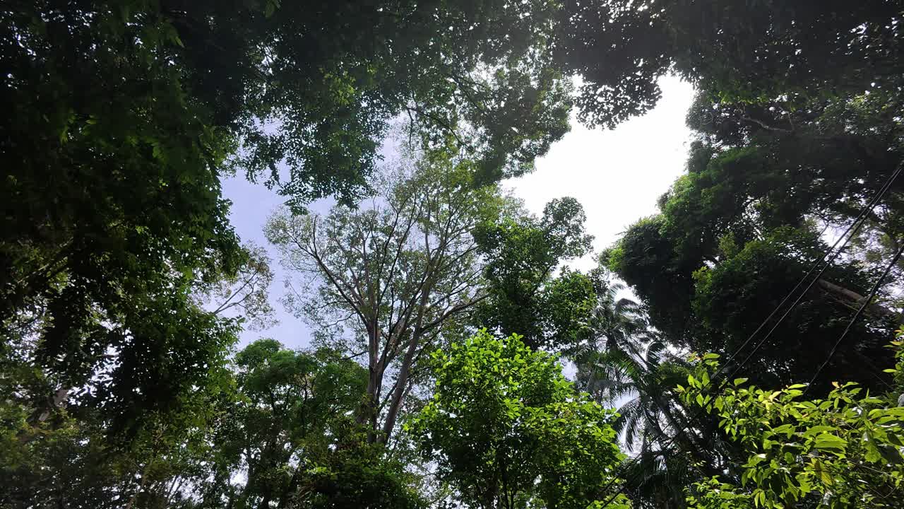 A dense rainforest canopy features towering trees with a thick, lush undergrowth below. The vegetation creates a profound, stratified ecosystem