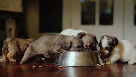 cachorritos divertidos comen de un tazón en el fondo detrás de ellos hay videos de un gato con tu favorito