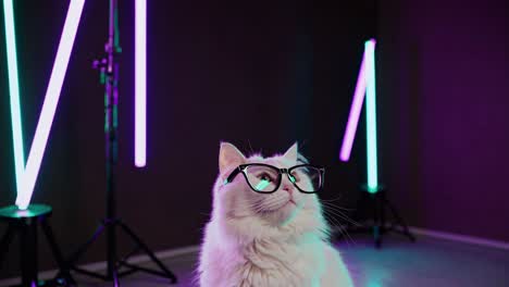 white cat with glasses under neon lights