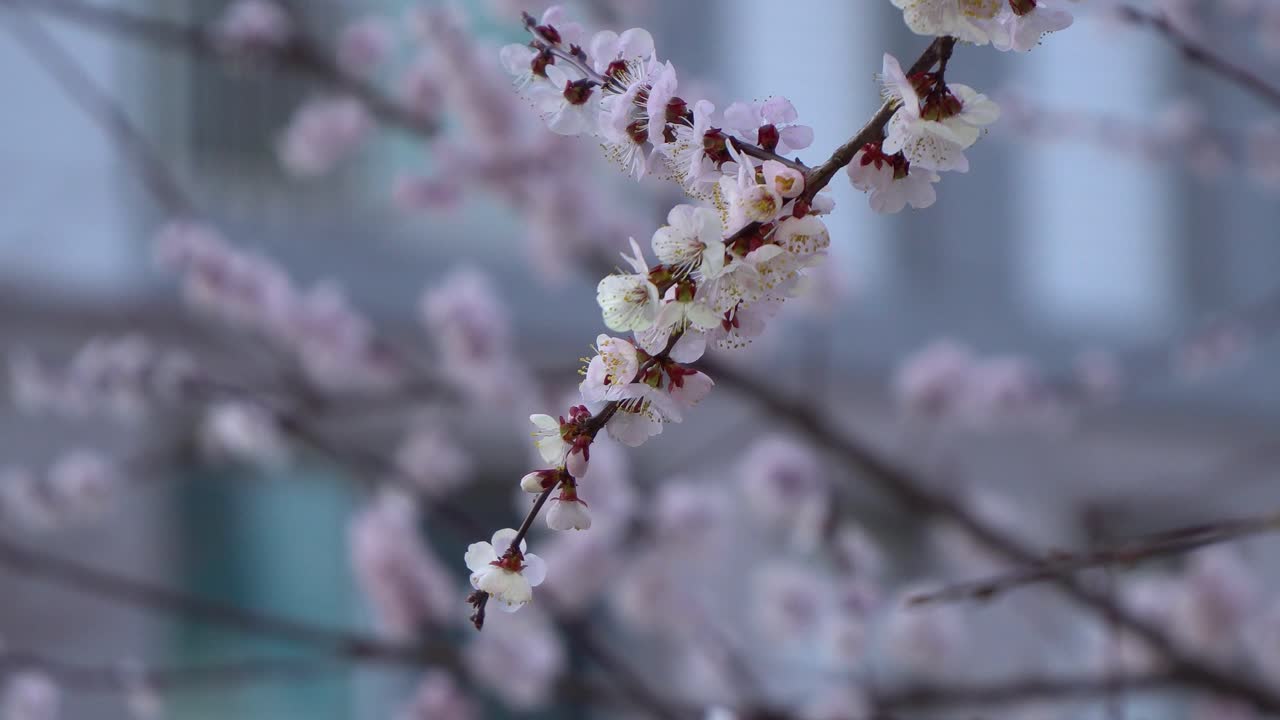 Ramo di ciliegio in fiore in colori pastello
