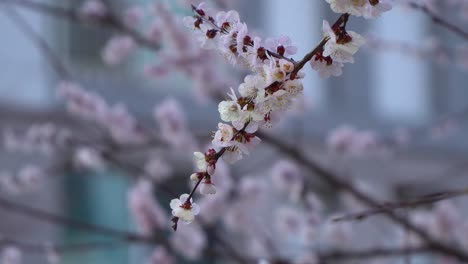 Rama-De-Flor-De-Cerezo-En-Colores-Pastel