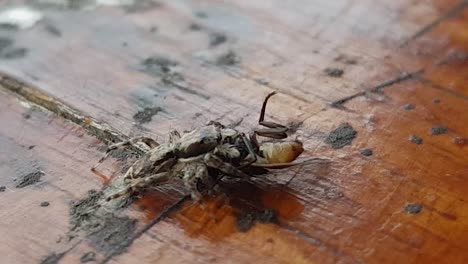 small spider eat a bug on a table in a coffee bar in thailand 2