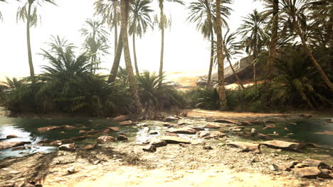 oasis en el medio del desierto con muchos árboles