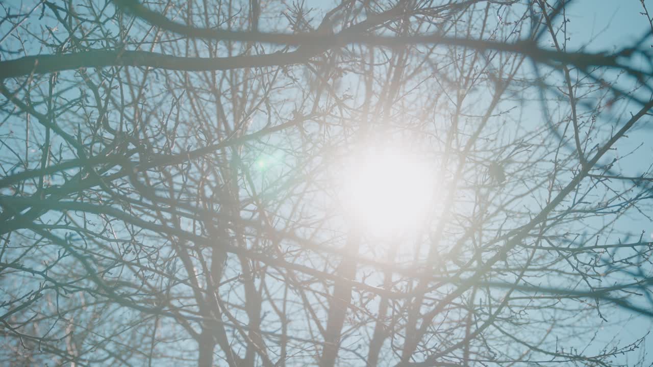 Sunlight shines through leafless tree branches on a clear winter day
