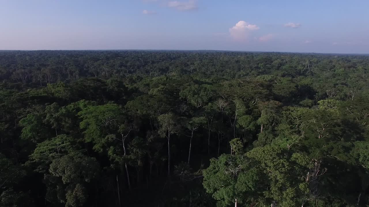 imágenes filmadas en lo alto de un bosque