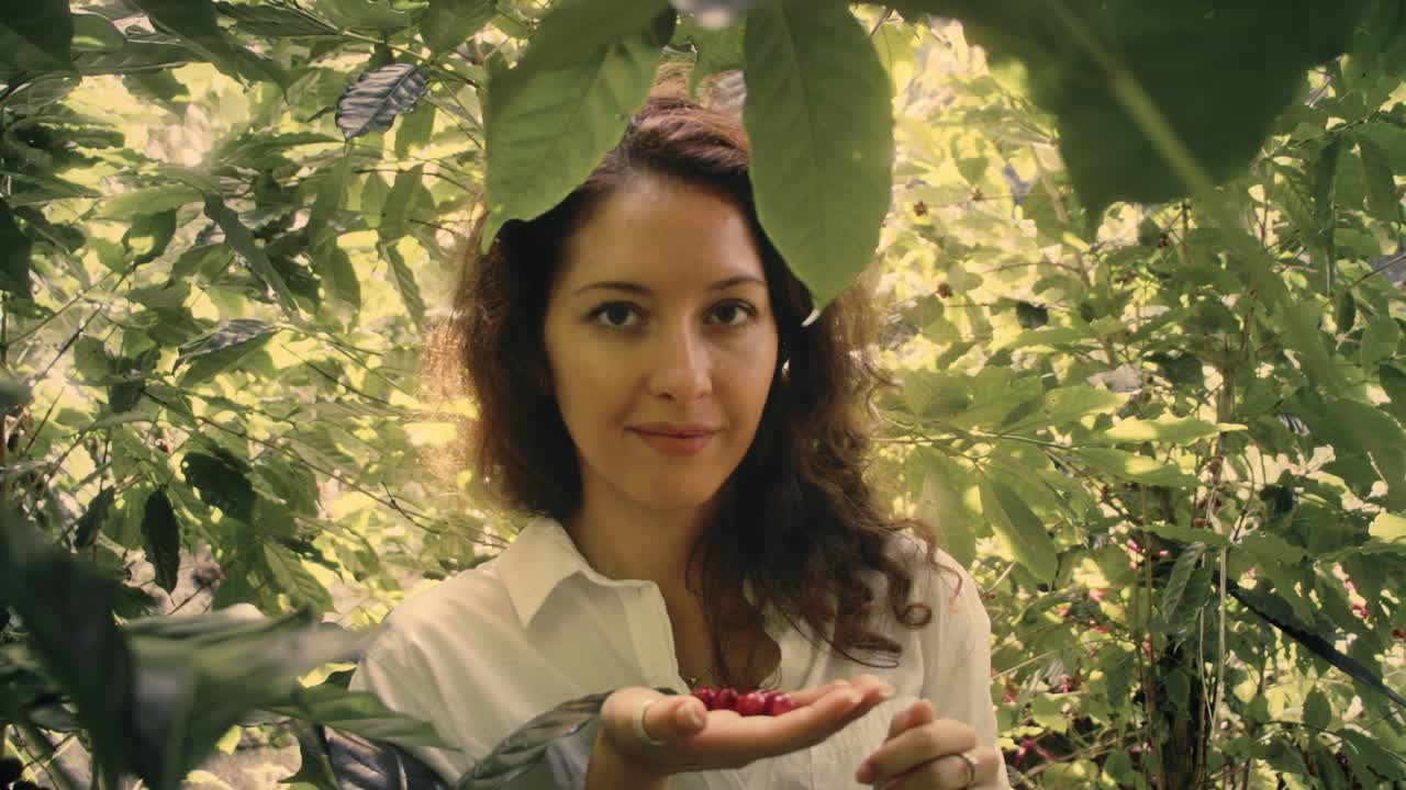 Woman Picking Coffee Cherries in a Plantation