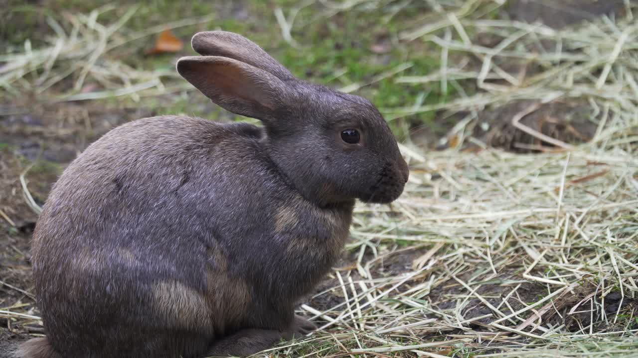foto de un pequeño y lindo conejito marrón comiendo hierba