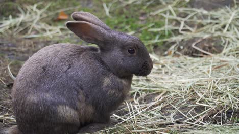 shot of a cute small brown bunny eating grass