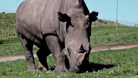 rhinoceros with horns grazing on a field