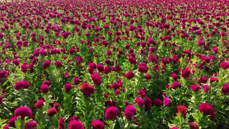 imágenes de un cultivo lleno de flores de terciopelo cerca de la temporada de cosecha