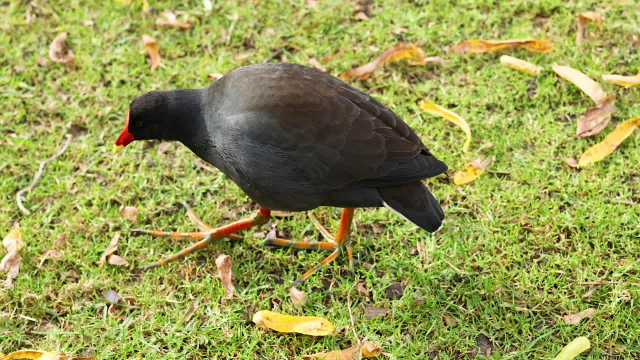 Una gallinella d'acqua scura che cammina e cerca cibo sull'erba