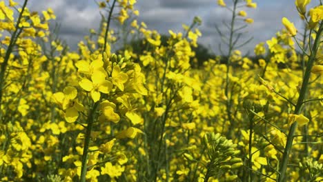 yellow flower close up in open field with fresh air breeze and wasp