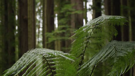 swaying fern tree in a forest, close up