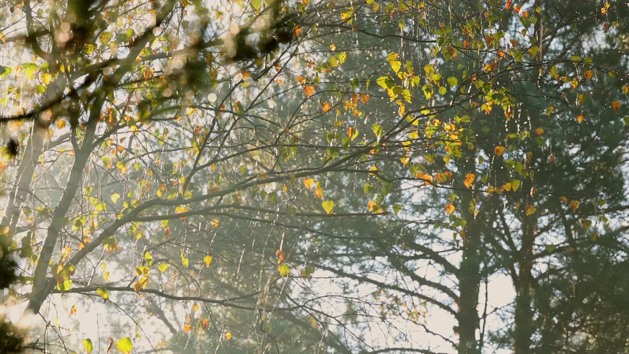 gotas de agua cayendo de hojas descongeladas por la luz del sol en otoño