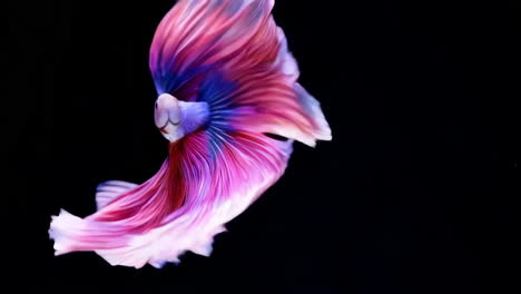 vibrant betta fish with flowing fins against dark background