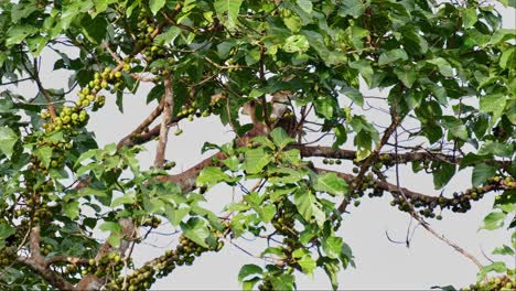 visto en lo profundo del follaje del árbol comiendo frutas por la tarde, la civeta de palma de tres rayas arctogalidia trivirgata, tailandia