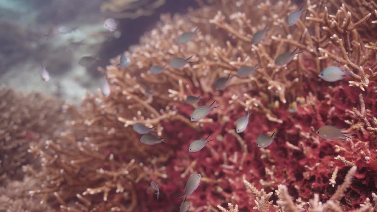 Primo piano di piccoli pesci grigi che nuotano tra una colorata barriera corallina, creando un contrasto tra i colori del pesce e del corallo.