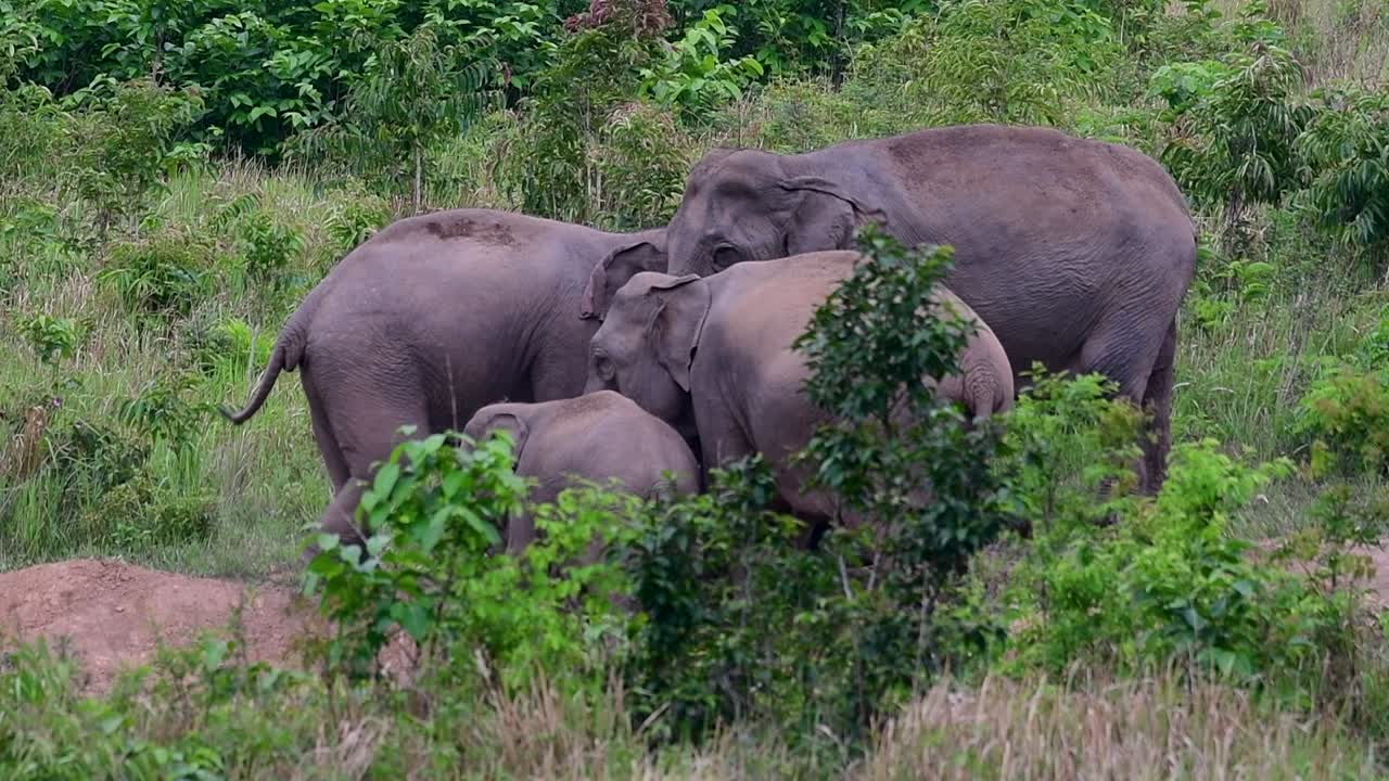아시아 코끼리는 멸종 위기 종이며 태국 거주자이기도합니다.