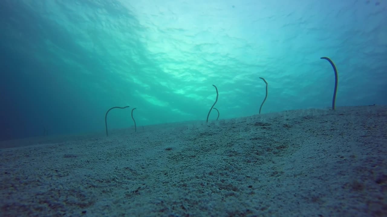 홍해, 이집트의 정원 장어