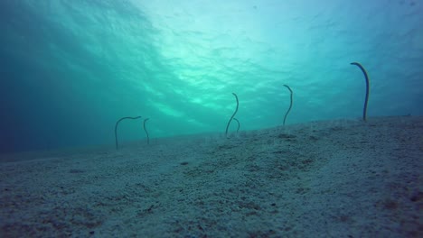 Garden-Eels-in-Red-Sea,-Egypt