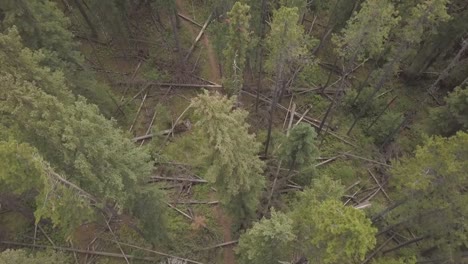 una ruta de senderismo por el bosque